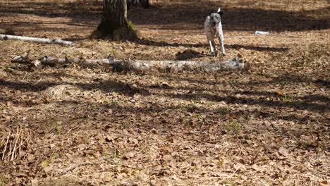 perro manchado corriendo en un bosque