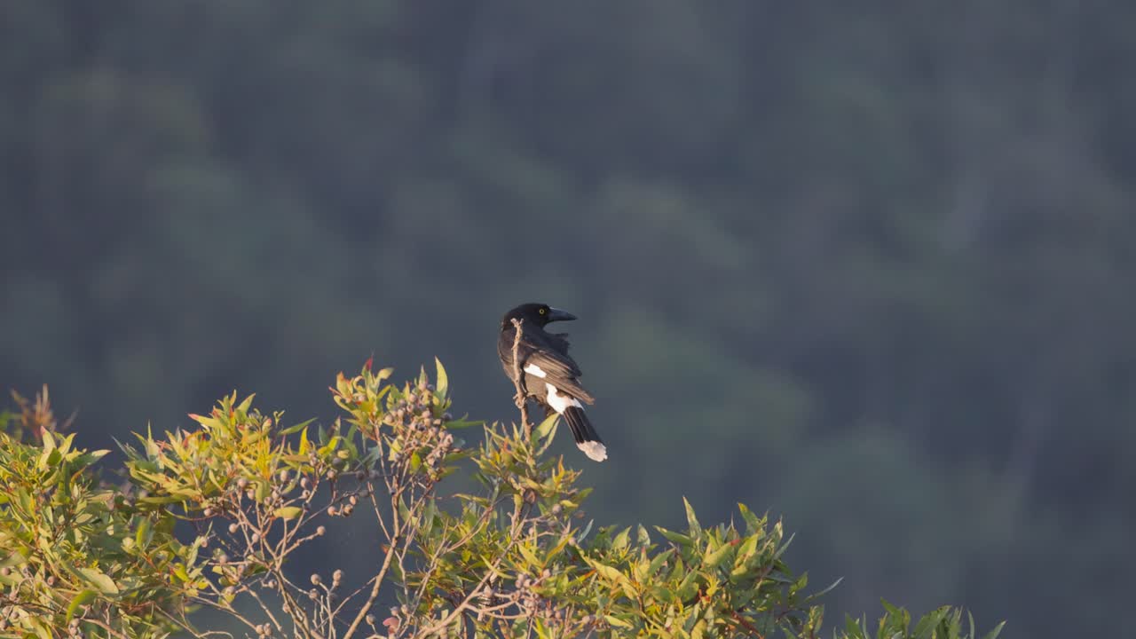 Currawong bird perched on eucalyptus in windy rainforest