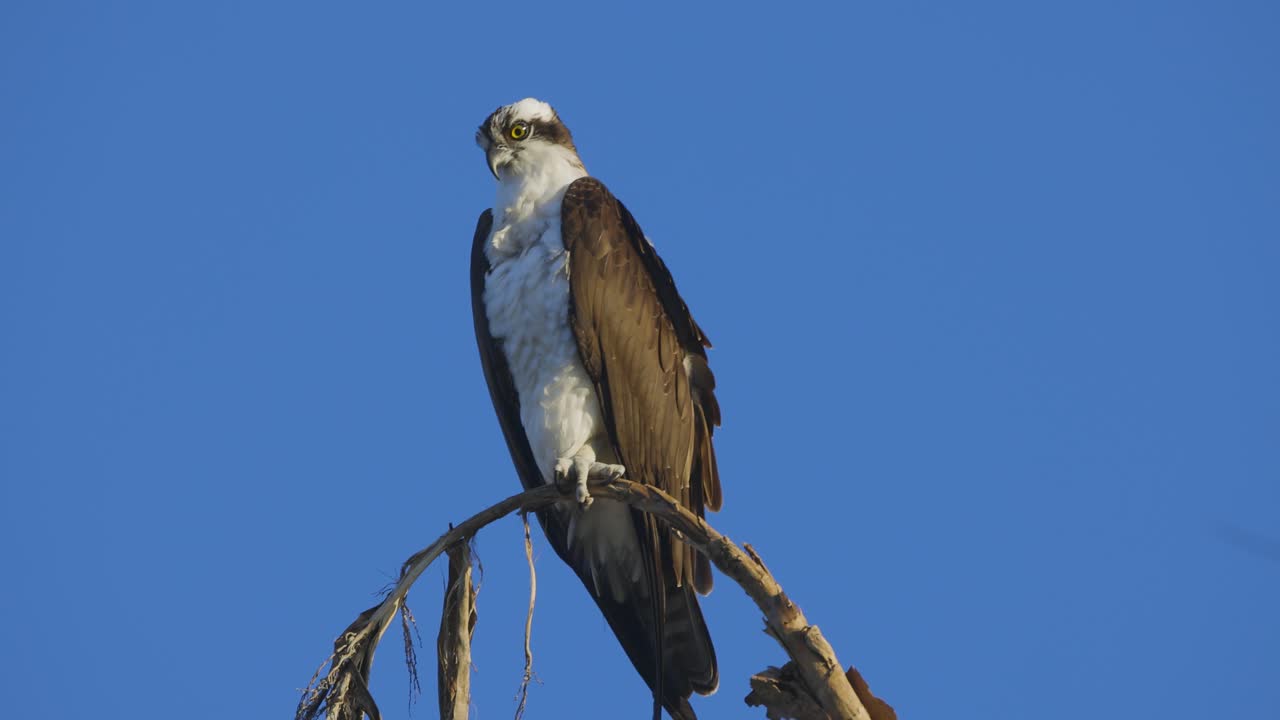 águila percha en la rama de un árbol iluminada por la luz del sol