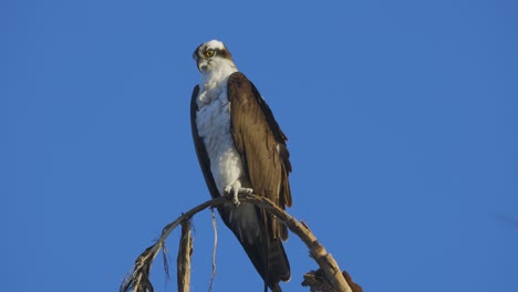 Osprey-perched-on-tree-branch-illuminated-in-sunlight