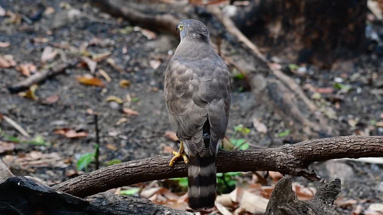 The Crested Goshawk is one of the most common birds of prey in Asia and belonging to the same family of eagles, harriers; it is diurnal as it prefers to hunt during the day