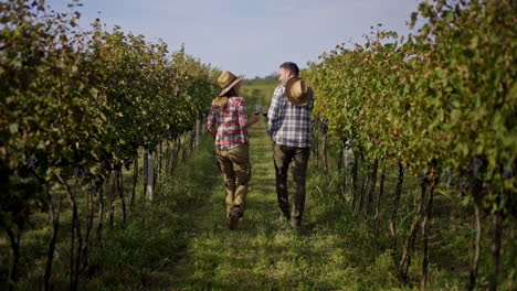 couple walking through a vineyard