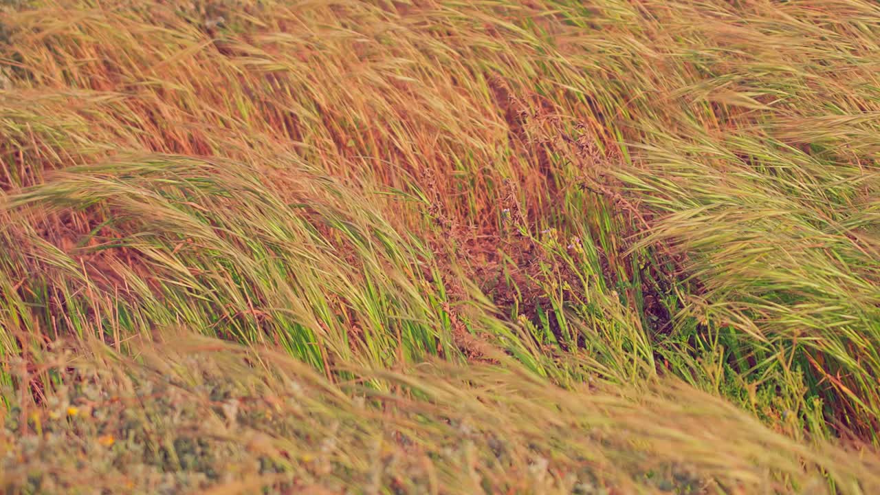 campo de hierba seca se balancea en el viento en cámara lenta