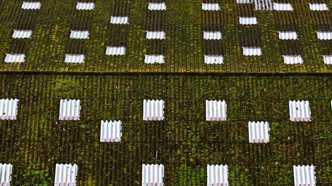 Textured green moss covering old corrugated slate roof tiles featuring pattern of white clean tiles