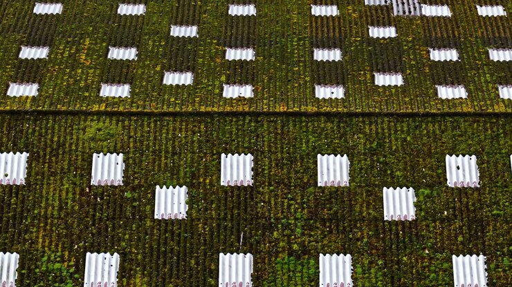 Textured green moss covering old corrugated slate roof tiles featuring pattern of white clean tiles