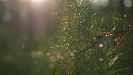 close-up of pine tree branch adorned with delicate cobwebs, highlighted by warm, natural sunlight that enhances vibrant green needles with blurred forest background