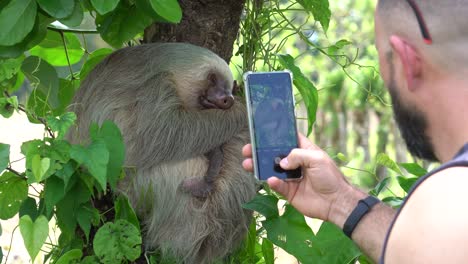 A-tourist-at-an-animal-park,-taking-pictures-of-a-cute-sloth,-peacefully-sleeping-while-hugged-to-a-tree