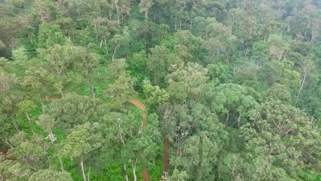 aerial view cardamom farming,asian rain forest,trees,growing,india,top view