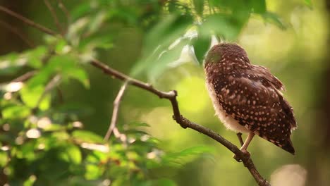 Eine-Kleine-Braun-Gefleckte-Eule,-Die-Auf-Einem-Ast-Im-Wald-Sitzt,-Starrt-Mit-Großen-Augen