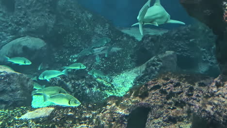whitetip reef shark swimming gracefully near a coral reef in clear ocean waters