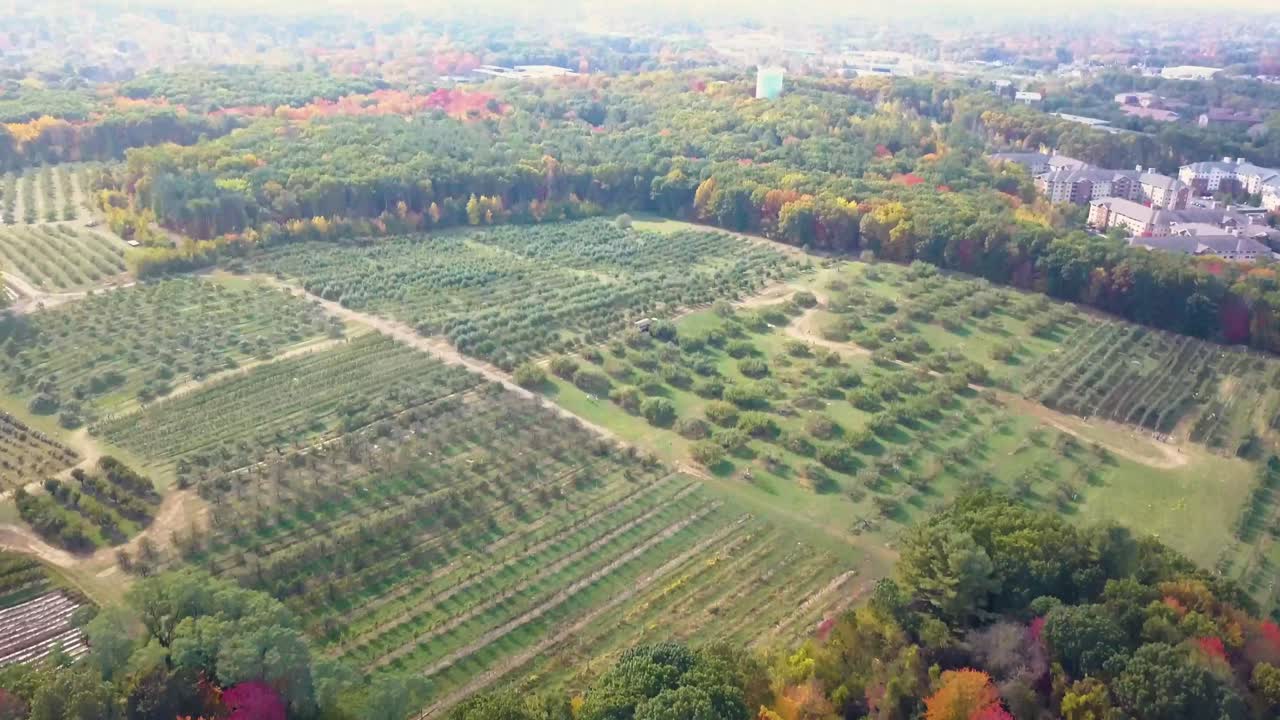 Drone view over colorful autumn forest tilts up toward young orchard on bright day
