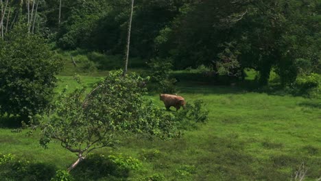 cow walking coconut palm trees plantation farmland north shore tahiti island french polynesia aerial drone vallee de tautira bay taiarapu papara tavera tautira vaitepiha animal circle right motion