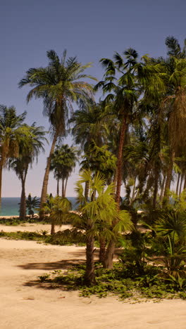 tropical beach with palm trees