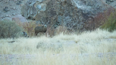 Ciervos-Salvajes-Vistos-Junto-A-Pastizales-Salvajes-En-El-Valle-Agradable-En-Obispo,-California