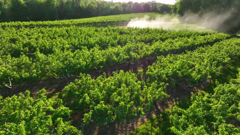 Aerial-of-fruit-orchard