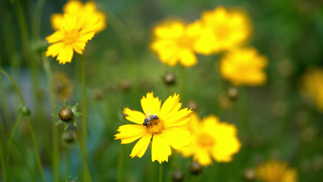 Coreopsis flowers in a garden on a sunny day. Beautiful yellow flowers.