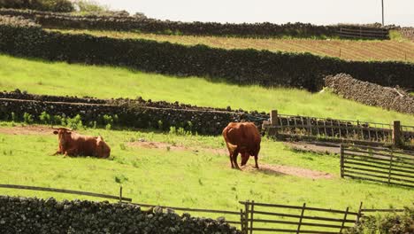 Ganado-Descansando-Y-Pastando-En-Hierba-Verde-Fresca-En-El-Campo-En-Azores,-Portugal