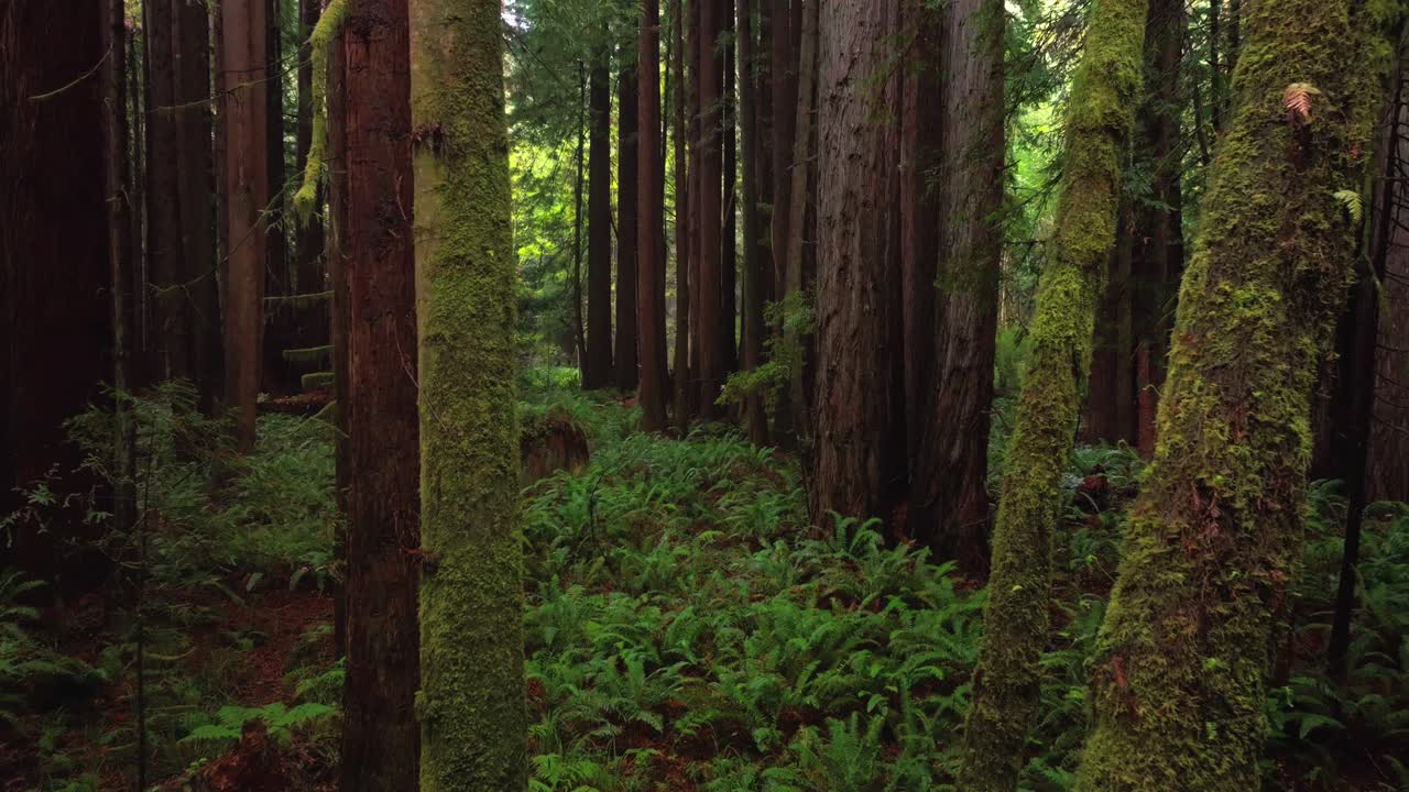 Redwoods forest mist fog rain aerial drone California Redwood National and State Parks USAL Beach giant sequoia tallest tree dense green foliage Lost Coast Trail nature landscape forward pan up