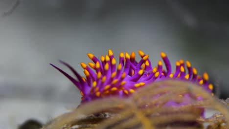 a beautifully coloured nudibranch moving along the ocean floor