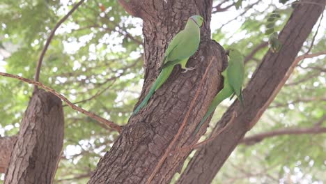 Schöne-Zwei-Papageien,-Die-Auf-Einem-Baum-Sitzen-Und-In-Der-Mitte-Des-Schusses-Fressen-I-Papageienvogel-Stockvideo-I-Alexandrinensittichvogel