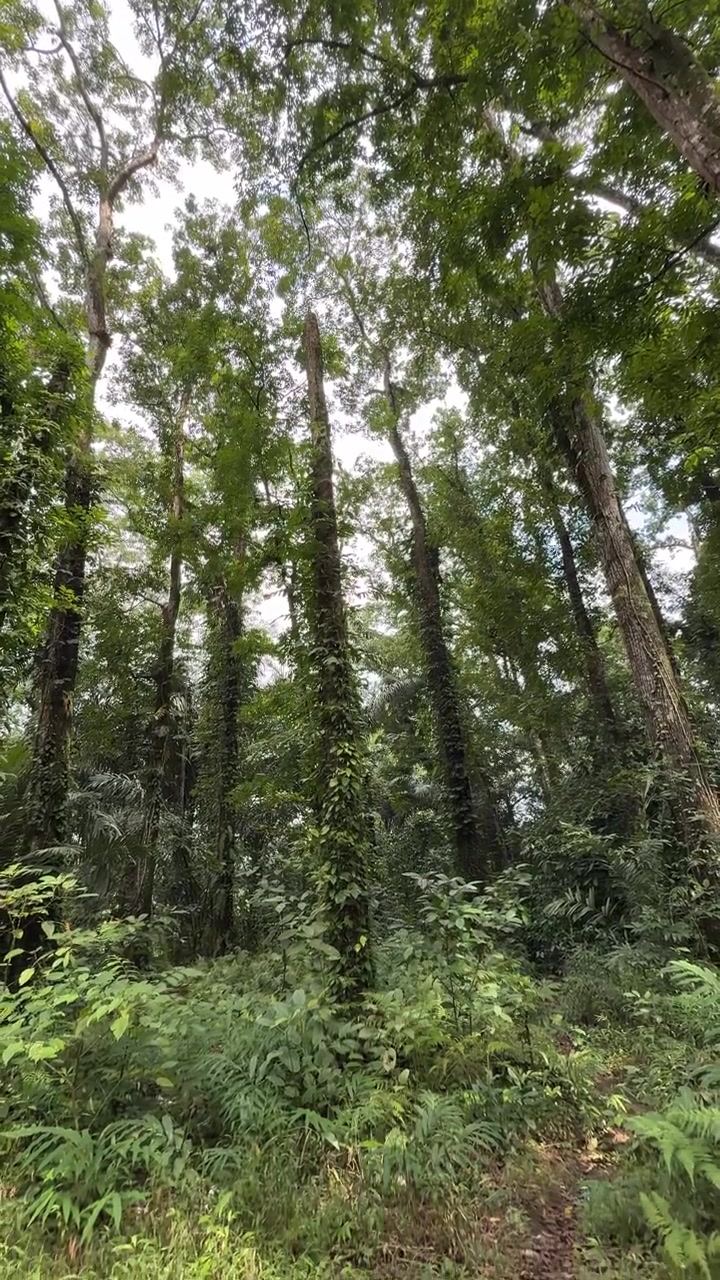 Pemandangan Sudut Rendah Pohon-pohon Tinggi di Hutan Tropis Rimbun