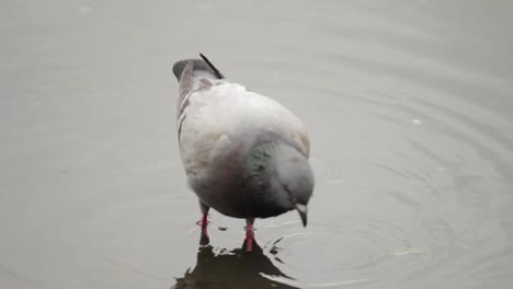 Pigeon-Pecking-in-a-Puddle-on-the-Street