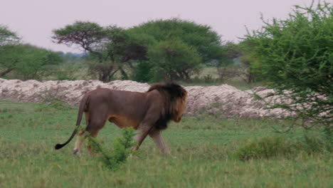 León-De-Melena-Negra-Caminando-Sobre-El-Campo-De-Hierba-En-Nxai-Pan-En-Botswana-Hacia-La-Planta-De-Arbusto-Verde---Toma-Panorámica