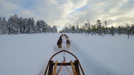 pov husky dog sled team running through snowy woodland lapland wilderness