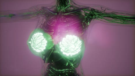 Human-Body-with-Visible-Glow-Mammary-Gland