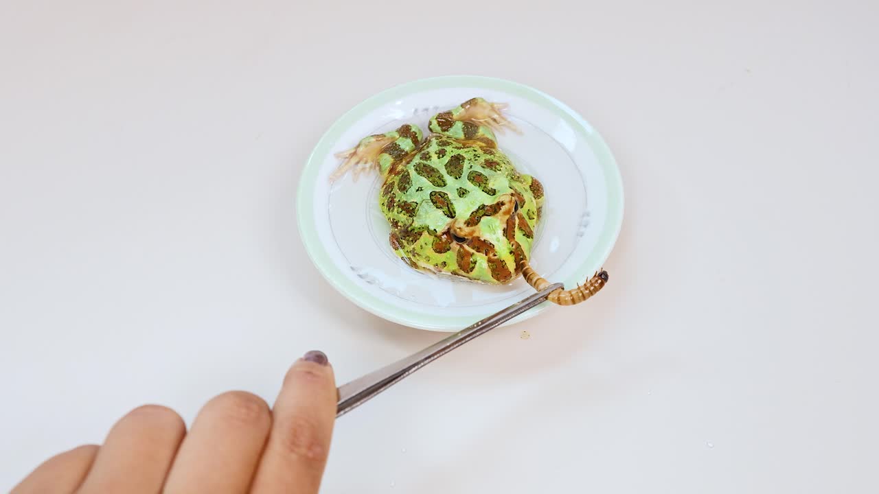 A horned frog is fed a mealworm using tongs on a white plate under bright lighting