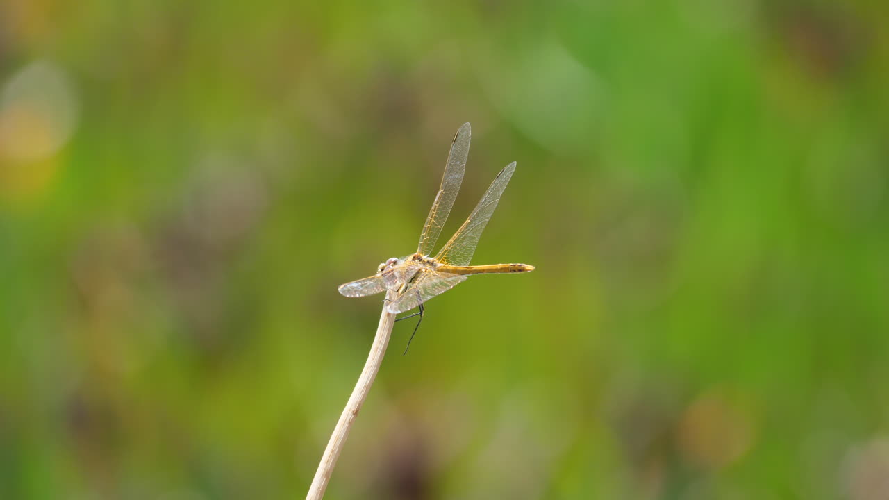 la libélula sympetrum foscolombii despegando de una hoja de hierba porquerolles