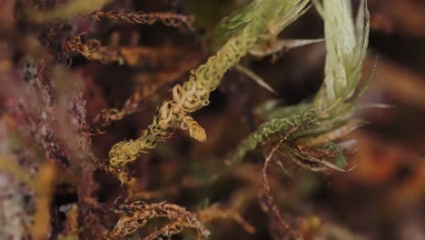 Super-Macro-Close-Up-Of-Moss