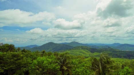 beautiful nature of jungle forest. green botany and fresh palm tree foliage under bright sun of tropical climate