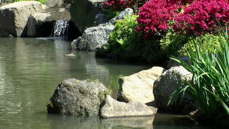 rocas decorativas, arbustos de azalea en flor y una cascada bordean el borde de un estanque koi en un jardín japonés