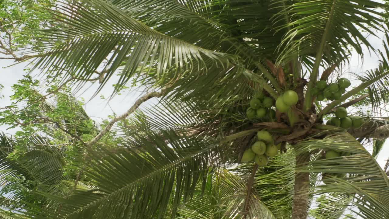 Coconut trees blowing in the wind before storm