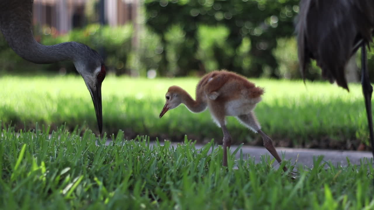 그녀의 이유식을 먹이는 어머니 모래 두루미