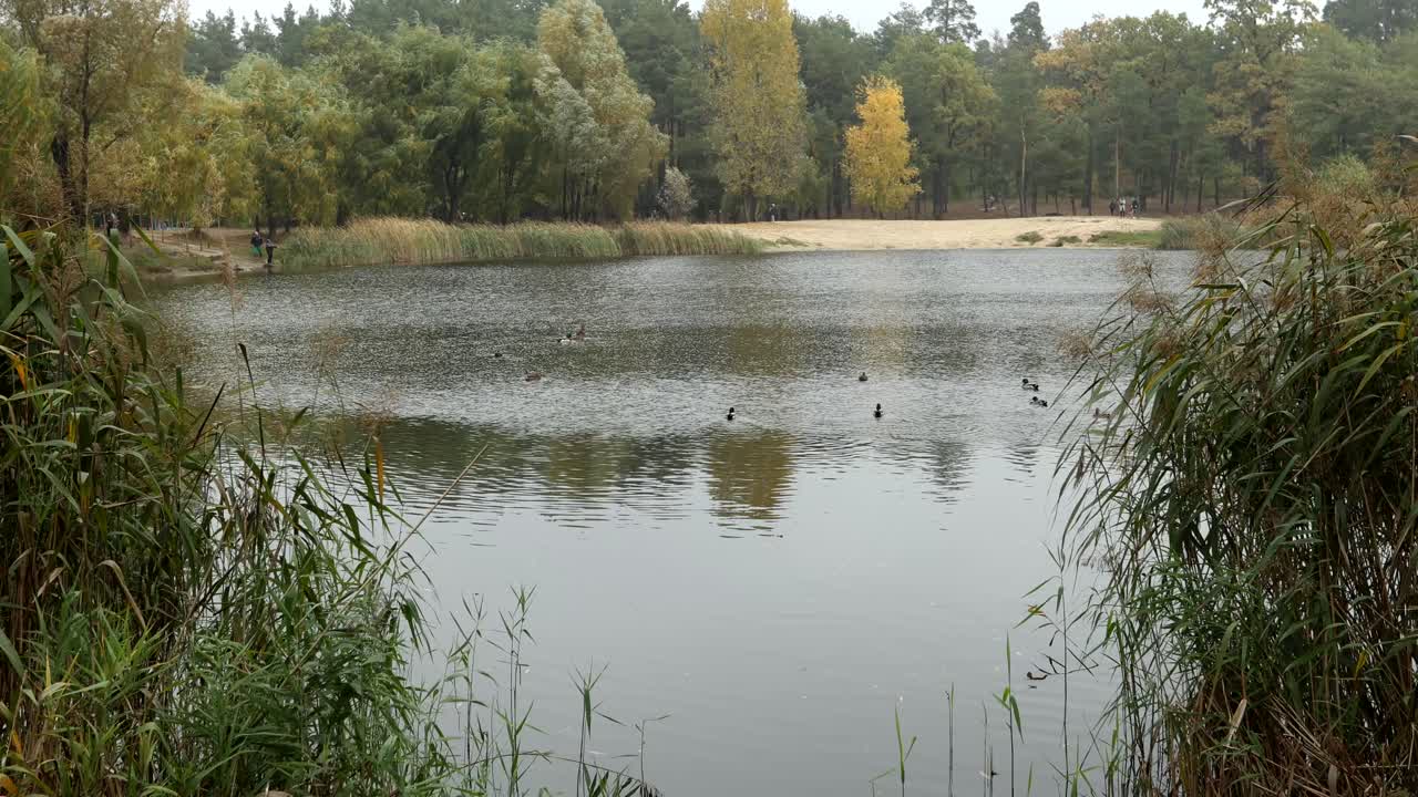 Podzimní park s jezerem a kachnami
