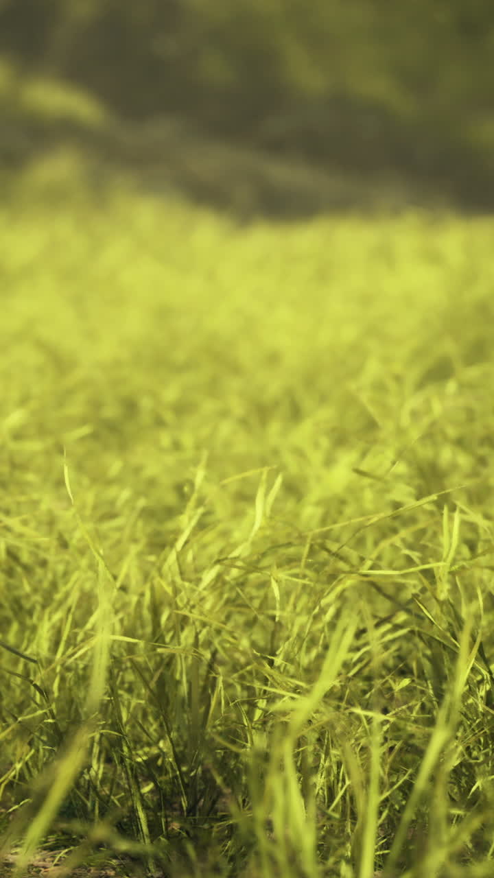 La exuberante hierba verde se balancea suavemente en un campo vibrante durante las horas de luz del sol.
