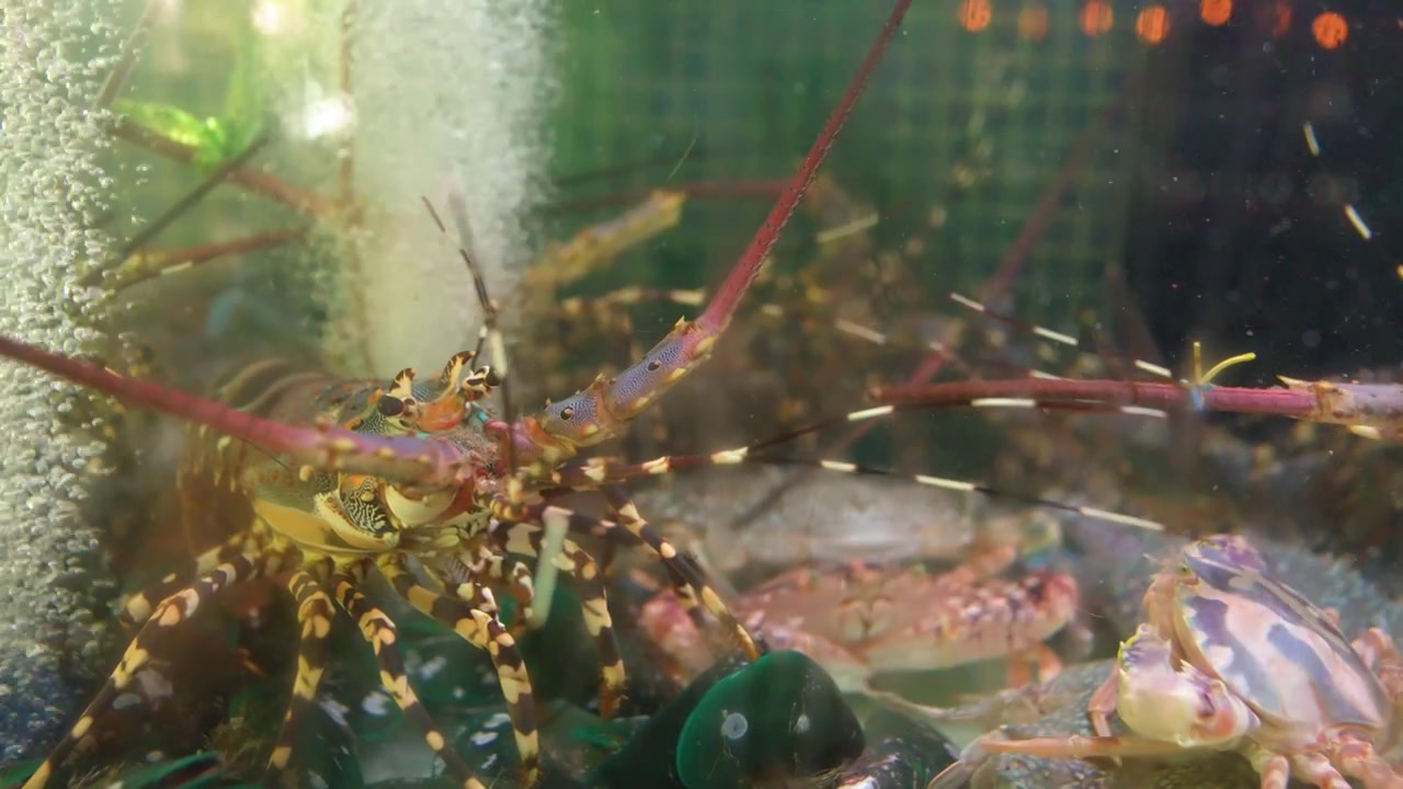 Primo piano di un'aragosta spinosa e granchi sott'acqua con bolle in una vasca del mercato