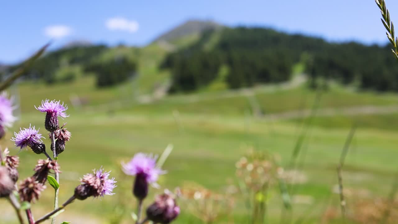 flores púrpuras con un fondo de montaña borroso