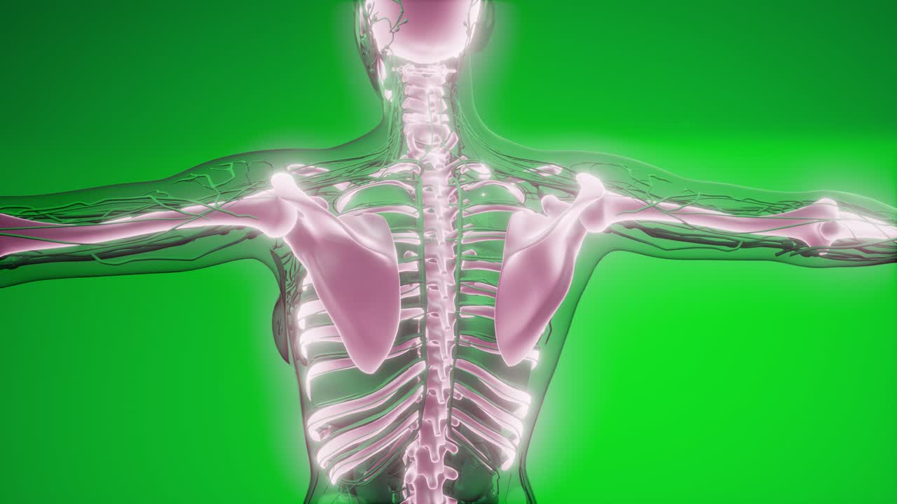 cuerpo humano transparente con huesos visibles