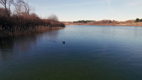 flying on peaceful lake at national park in meijendel dunes, wassenaarse slag, wassenaar netherlands