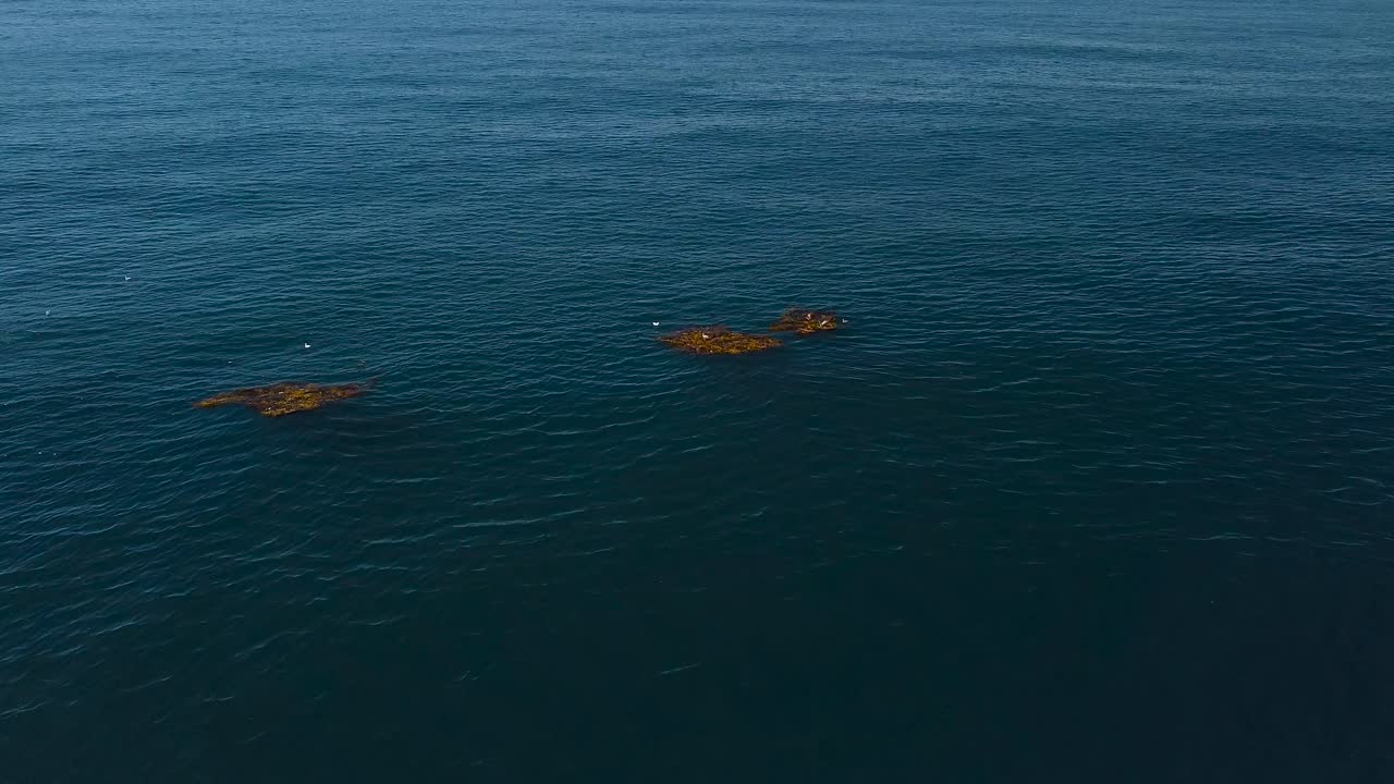 vista de drones volando hasta empanadas de naranja con pájaros en ellas