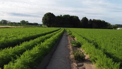 woman and baby walking next to a potato field in scherpenheuvel