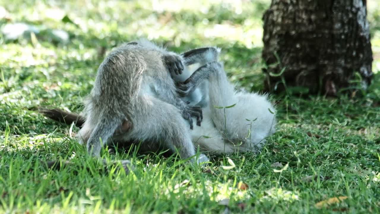 Two baby Vervet monkeys play with each other on the grass