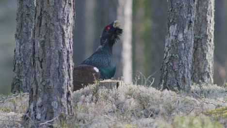 Male-western-capercaillie-roost-on-lek-site-in-lekking-season-close-up-in-pine-forest-morning-light