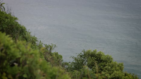 Views-of-the-ocean-along-the-walking-tracks-in-Burleigh-Heads-National-Park,-Gold-Coast,-Australia