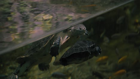 dos tortugas nadando bajo el agua, mostrando sus conchas y movimiento acuático