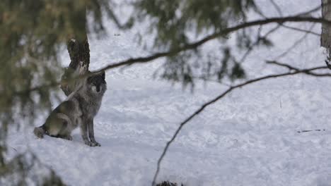 grey wolf in forest looks at you slomo