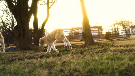 Perro-Corriendo-En-Una-Granja-Rural-Rural-Encontrándose-Con-Otro-Perro-Amigo,-Tiro-De-Seguimiento